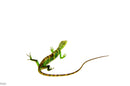 Peruvian Monkey Anole Adult Trio (Polychrus marmoratus) $399.99