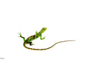 Peruvian Monkey Anole Adult Trio (Polychrus marmoratus) $399.99