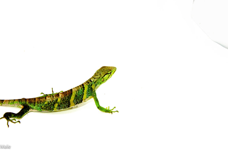 Peruvian Monkey Anole Adult Trio (Polychrus marmoratus) $399.99