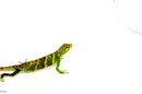 Peruvian Monkey Anole Adult Trio (Polychrus marmoratus) $399.99