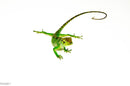 Peruvian Monkey Anole Adult Trio (Polychrus marmoratus) $399.99