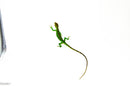 Peruvian Monkey Anole Adult Trio (Polychrus marmoratus) $399.99