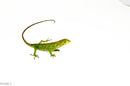 Peruvian Monkey Anole Adult Trio (Polychrus marmoratus) $399.99