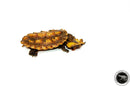 Peruvian Mata Mata MALE (4-6 inch) (Chelus fimbriata) PMMM1 UNSEXED