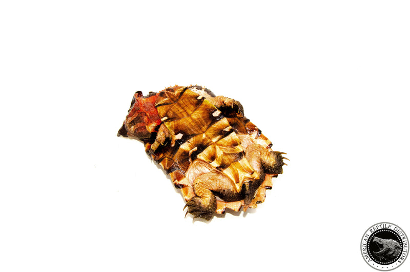 Peruvian Mata Mata MALE (4-6 inch) (Chelus fimbriata) PMMM1 UNSEXED