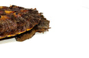Peruvian Mata Mata MALE (10-12 inch) (Chelus fimbriata) PMMM1