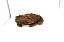 Peruvian Mata Mata MALE (10-12 inch) (Chelus fimbriata) PMMM1