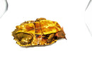 Peruvian Mata Mata MALE (10-12 inch) (Chelus fimbriata) PMMM1