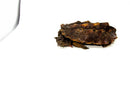 Peruvian Mata Mata (10-12 inch) FEMALE (Chelus fimbriata) $399.99 PMMF1