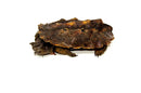Peruvian Mata Mata (10-12 inch) FEMALE (Chelus fimbriata) $399.99 PMMF1