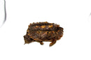 Peruvian Mata Mata (10-12 inch) FEMALE (Chelus fimbriata) $399.99 PMMF1