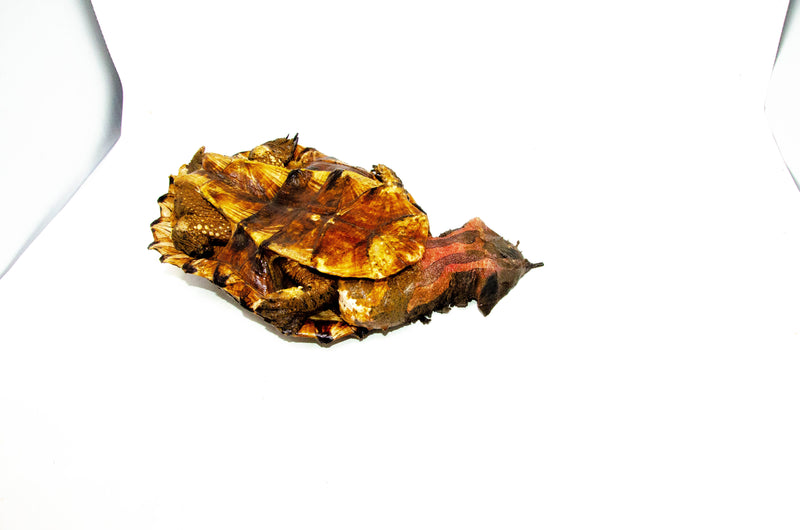 Peruvian Mata Mata (10-12 inch) FEMALE (Chelus fimbriata) $399.99 PMMF1