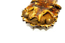Peruvian Mata Mata (10-12 inch) FEMALE (Chelus fimbriata) $399.99 PMMF1