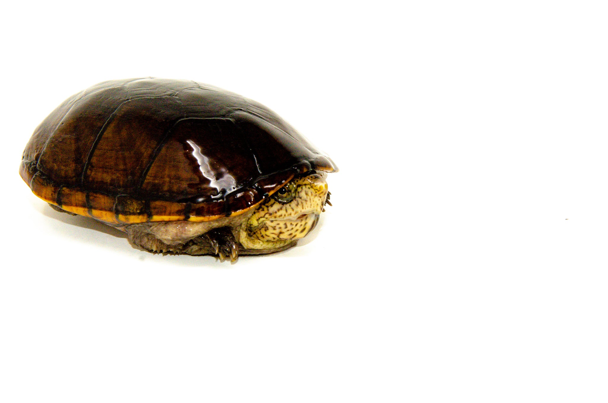 Three Striped Mud Turtle Adults For Sale | American Reptile Distributors