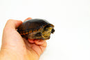 Florida Mud Turtle Adult Pair (Kinosternon steindachneri)