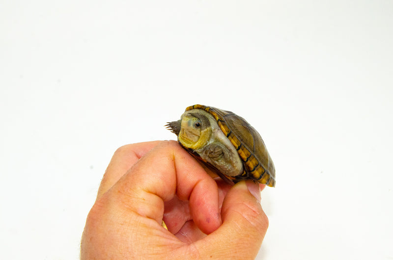 Florida Mud Turtle Adult Pair (Kinosternon steindachneri)
