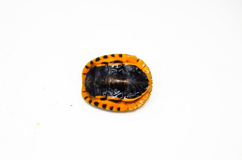 Golden Coin Box Turtle (Cuora trifasciata )