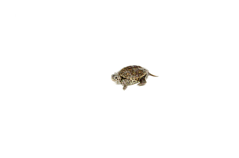 Concentric Diamondback Terrapin (Malaclemys terrapin)