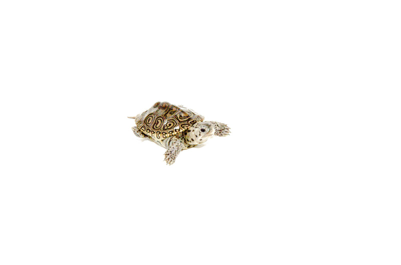 Concentric Diamondback Terrapin (Malaclemys terrapin)