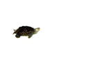 Northern Diamondback Terrapin (Malaclemys terrapin) (2-3 inch )