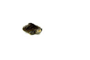 Northern Diamondback Terrapin (Malaclemys terrapin) (2-3 inch )