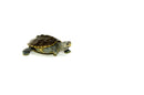 Northern Diamondback Terrapin (Malaclemys terrapin) (2-3 inch )