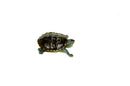 Northern Diamondback Terrapin (Malaclemys terrapin) (2-3 inch )