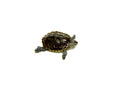 Northern Diamondback Terrapin (Malaclemys terrapin) (2-3 inch )