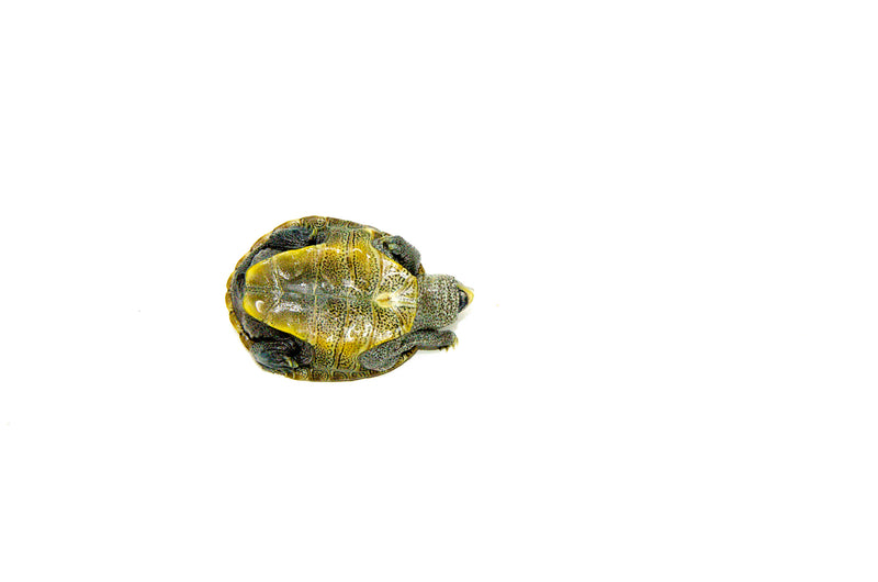 Northern Diamondback Terrapin (Malaclemys terrapin) (2-3 inch )