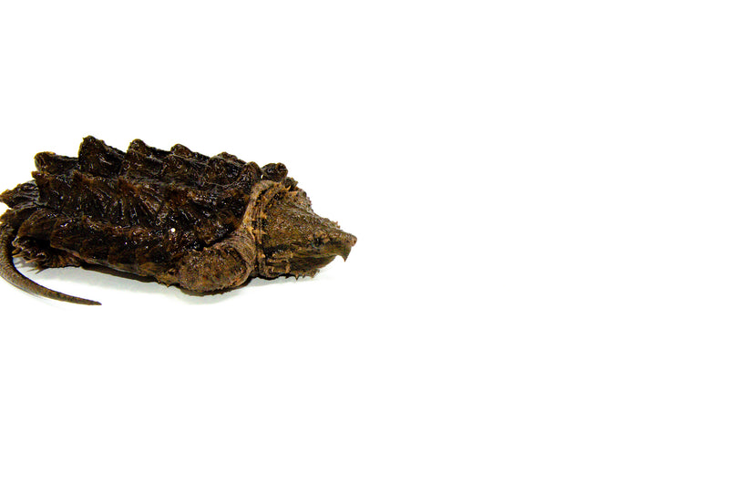 Alligator Snapping Turtle (Macrochelys temminckii) 5-6 INCH UNSEXED