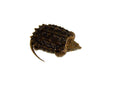 Alligator Snapping Turtle (Macrochelys temminckii) 5-6 INCH UNSEXED