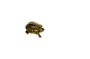 Northern Diamondback Terrapin Baby (Malaclemys terrapin)