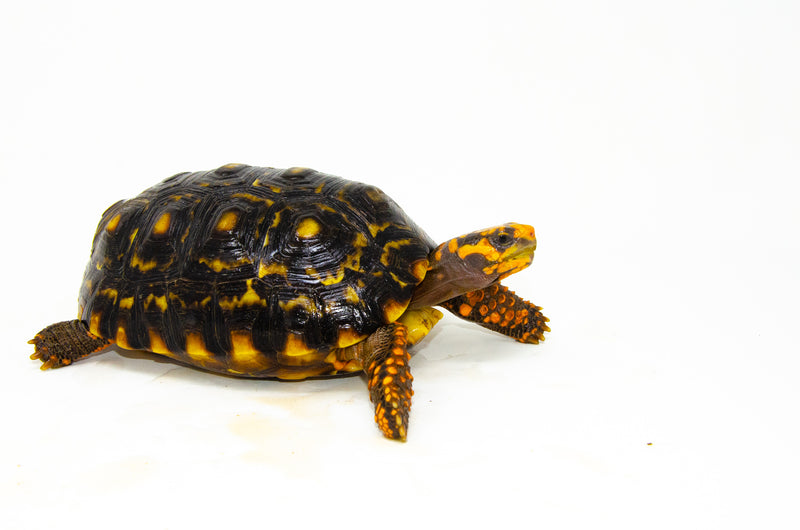 Brazilian Cherryhead Red Foot Tortoise Adult Female 3 -