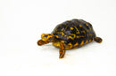 Brazilian Cherryhead Red Foot Tortoise Adult Female 3 -