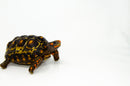 Brazilian Cherryhead Red Foot Tortoise Adult Female 4 -