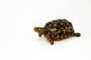 Brazilian Cherryhead Red Foot Tortoise Adult Female 4 -