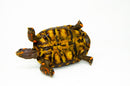 Brazilian Cherryhead Red Foot Tortoise Adult Female 4 -