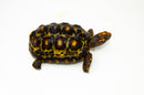 Brazilian Cherryhead Red Foot Tortoise Adult Female 4 -