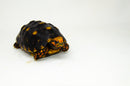 Brazilian Cherryhead Red Foot Tortoise Adult Female 5 -