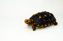 Brazilian Cherryhead Red Foot Tortoise Adult Female 5 -