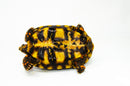 Brazilian Cherryhead Red Foot Tortoise Adult Female 5 -