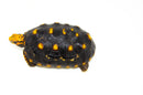 Brazilian Cherryhead Red Foot Tortoise Adult Female 5 -