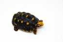 Brazilian Cherryhead Red Foot Tortoise Adult Female 5 -