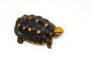 Brazilian Cherryhead Red Foot Tortoise Adult Female 5 -