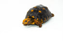 Brazilian Cherryhead Red Foot Tortoise Adult Female 6 -