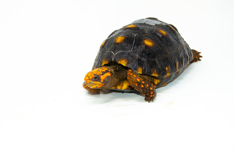 Brazilian Cherryhead Red Foot Tortoise Adult Female 6 -