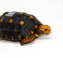 Brazilian Cherryhead Red Foot Tortoise Adult Female 6 -
