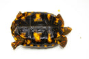 Brazilian Cherryhead Red Foot Tortoise Adult Female 6 -
