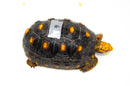 Brazilian Cherryhead Red Foot Tortoise Adult Female 6 -