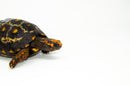 Brazilian Cherryhead Red Foot Tortoise Adult Female 7 -